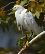 Egret3.jpg