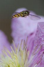 20160619-VFA_0703.jpg