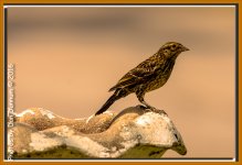 Front Porch Stuff-9071-Edit.jpg