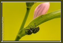 Front Porch Stuff-9058-Edit.jpg