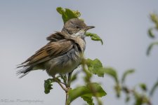 DSC_3250.jpg
