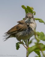 DSC_3252.jpg