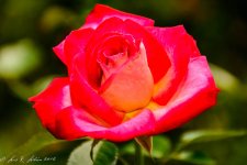 20160618-_D717676.jpg