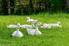 20160618-_D717698.jpg