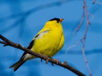 DSC_6708+yellow finch-0001.jpg