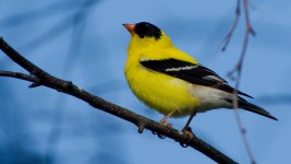 DSC_6701+yellow finch -0010.jpg