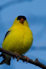 DSC_6703+yellow finch -0008.jpg