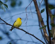 DSC_6704+yellow finch -0007.jpg