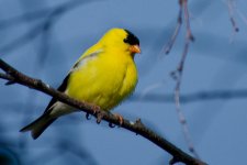 DSC_6706+yellow finch -0002.jpg
