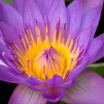 flower.jpg