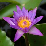 flower1.jpg