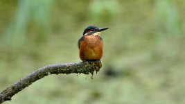 DSC_3919.jpg