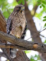 Hawk.jpg