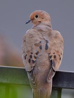 Dove.jpg