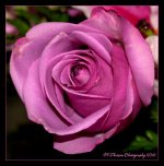 Purple Rose  6-23-2016.jpg