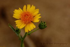 6-23-16-cr__D7K3793.jpg