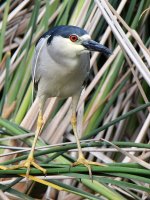 BlackHeron.jpg