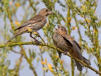 Finch4.jpg