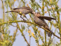 Finch2.jpg
