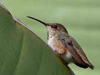 Hummer3.jpg