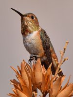 Hummer10.jpg