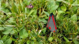 20160619_133350_001-Edit.jpg