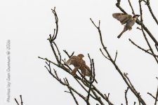 Morning Birds-9182-Edit.jpg