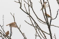 Morning Birds-9183-Edit.jpg