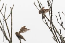 Morning Birds-9187-Edit.jpg