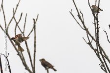Morning Birds-9193-Edit.jpg
