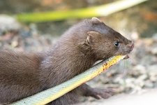 Mink-100.jpg Mink-100.jpg
