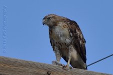 6-24-16-cr__D7K3805.jpg