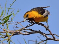 Oriole3.jpg