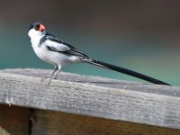 Whydah.jpg