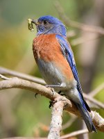 Bluebird.jpg