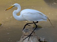 Egret7.jpg