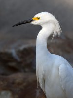 Egret9.jpg