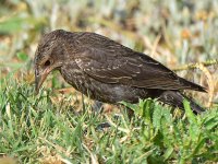Starling5.jpg