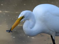 Egret3.jpg