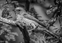 DSC_2513-2.jpg