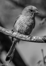DSC_2503-2.jpg