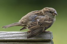 DSC_3346.jpg