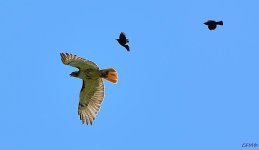 DSC_0288 nxd.jpg