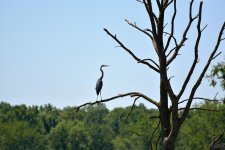 DSC_0267 nxd.jpg