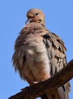 Dove4.jpg