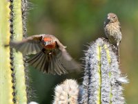 Finch4.jpg