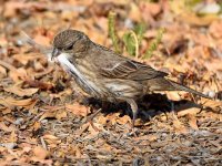 Finch5.jpg