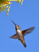 Hummer3.jpg