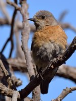 Bluebird.jpg