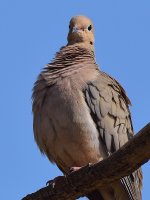 Dove3.jpg
